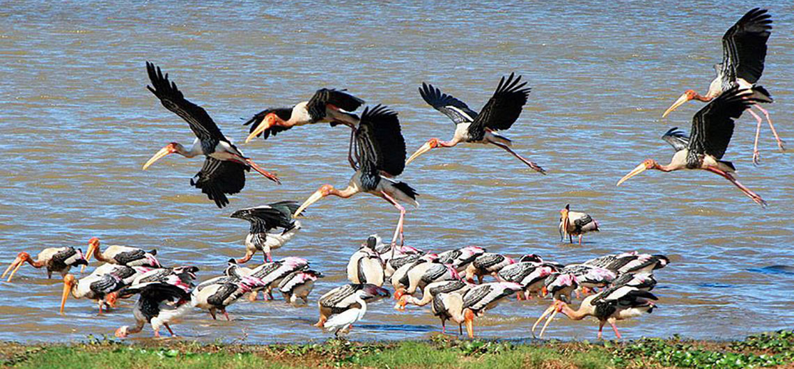 Sri Lanka Safari Guide, Find Sri Lanka Safari Operator