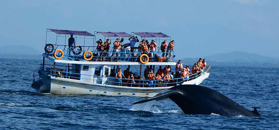 Sri Lanka Safari Guide, Find Sri Lanka Safari Operator