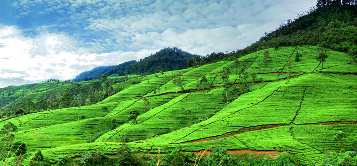 Sri Lanka Safari Guide, Find Sri Lanka Safari Operator