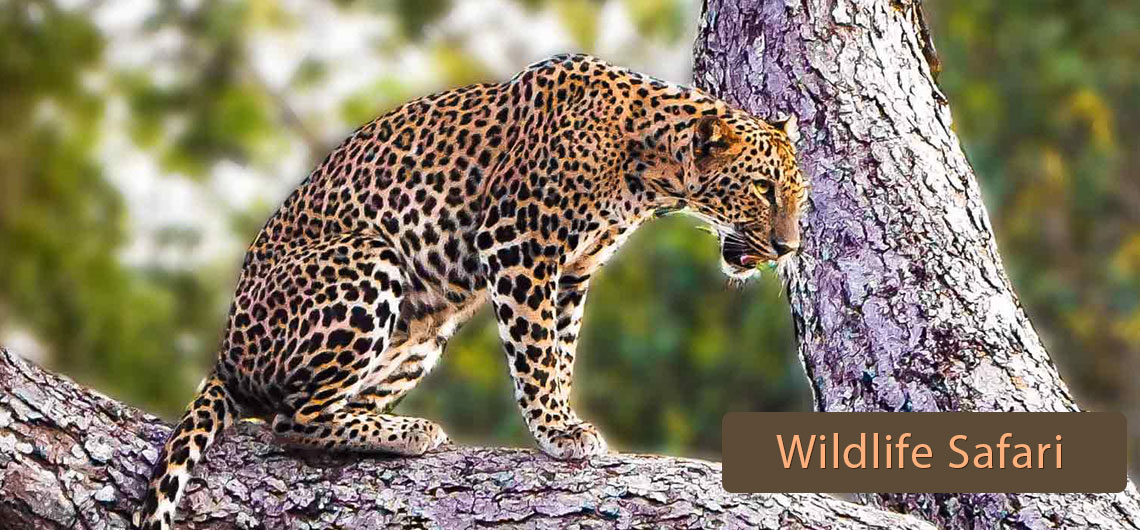 Sri Lanka Safari Guide, Find Sri Lanka Safari Operator, Sri lanka Wildlife safari