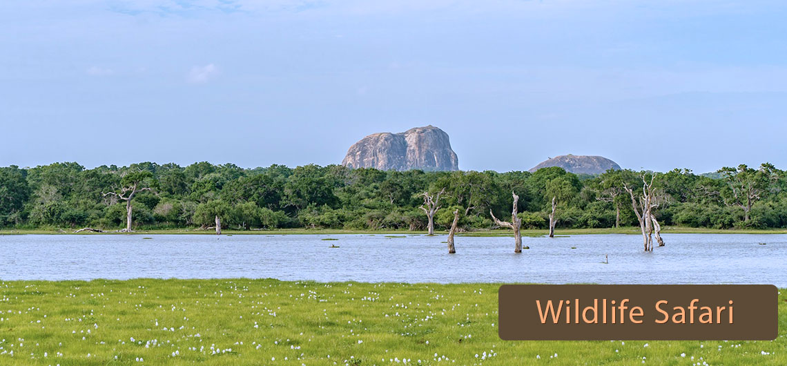 Sri Lanka Safari Guide, Find Sri Lanka Safari Operator, Sri lanka Wildlife safari