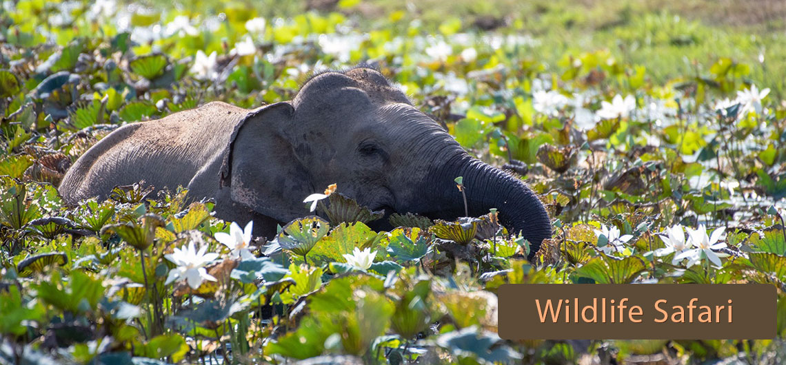 Sri Lanka Safari Guide, Find Sri Lanka Safari Operator, Sri lanka Wildlife safari