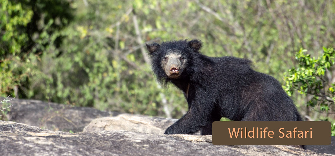 Sri Lanka Safari Guide, Find Sri Lanka Safari Operator, Sri lanka Wildlife safari