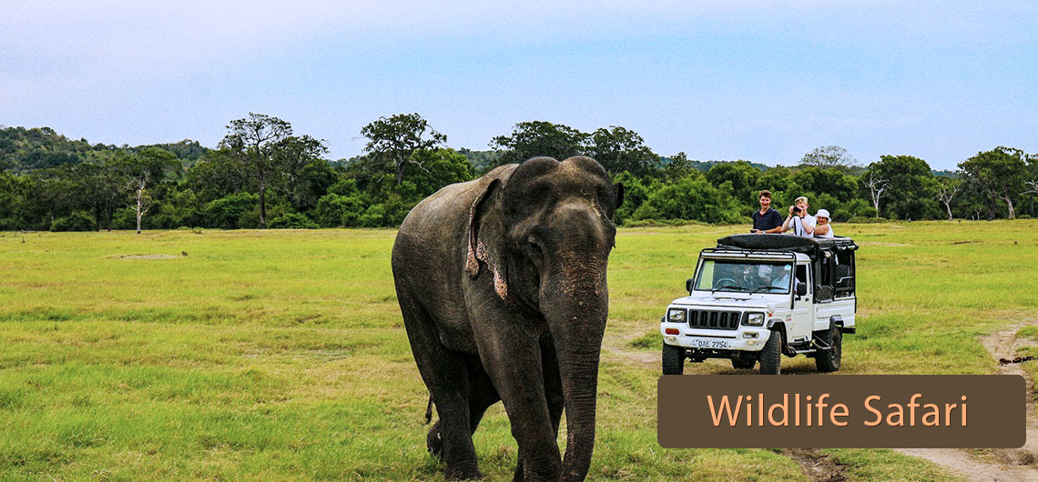 Sri Lanka Safari Guide, Find Sri Lanka Safari Operator, Sri lanka Wildlife safari